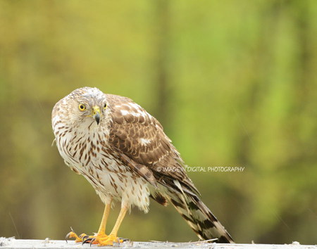 Coopers Hawk